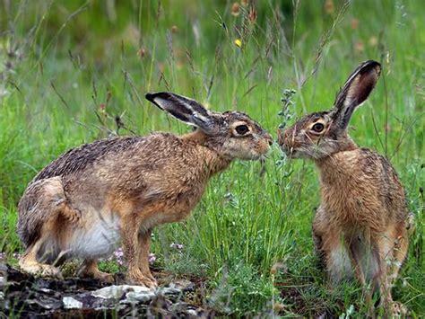 Daily Cuteness - 15 Cute Animal Pairs From National Geographic