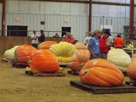 Giant Pumpkin Contest Topsfield Fair | Giant pumpkin, Topsfield fair, Pumpkin contest