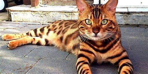 Why You Should Think Twice Before Buying A Bengal Cat - The Dodo