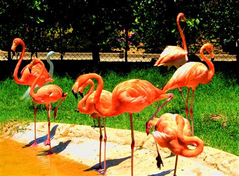 Flamingos in Zoo Free Photo Download | FreeImages