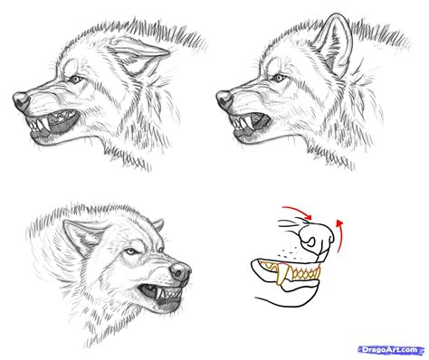 How to Draw an Angry Wolf, Step by Step, forest animals, Animals, FREE Online Drawing Tutorial ...