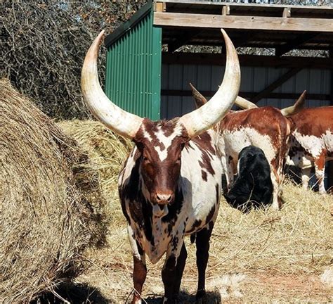 Are watusi cattle good to eat