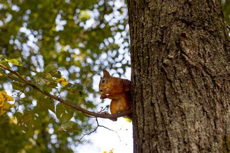 The Red Squirrel Eats the Nuts. Stock Photo - Image of animal, eurasian ...