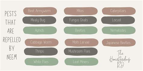 How to Use Neem Oil on Tomato Plants - The Homesteading RD