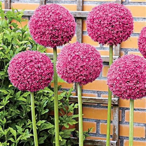 100 PCS Garden Outdoor Giant Allium Giganteum Beautiful Flower Seeds B — USA Garden Center