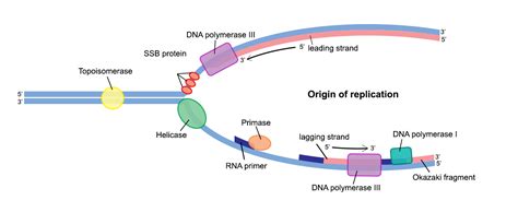 Dna Replication Diagram Labeled