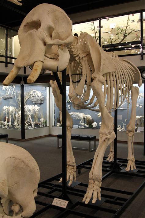 African Elephant Skeleton - Osteology Museum - Moore, OK | Flickr