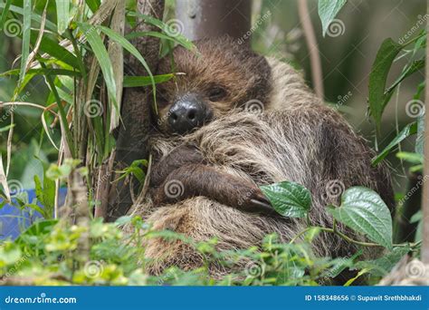 Sleeping sloth stock photo. Image of brown, good, nature - 158348656