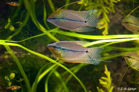 Breeding the Pearl Gourami - AquaInfo