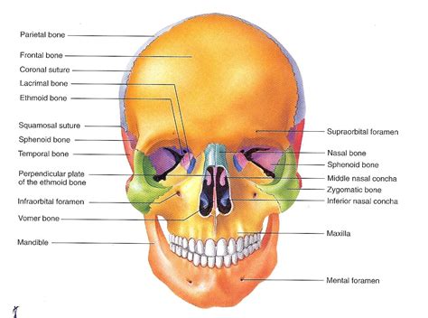 Skull Diagram Labeled Human Skull Front View Diagram