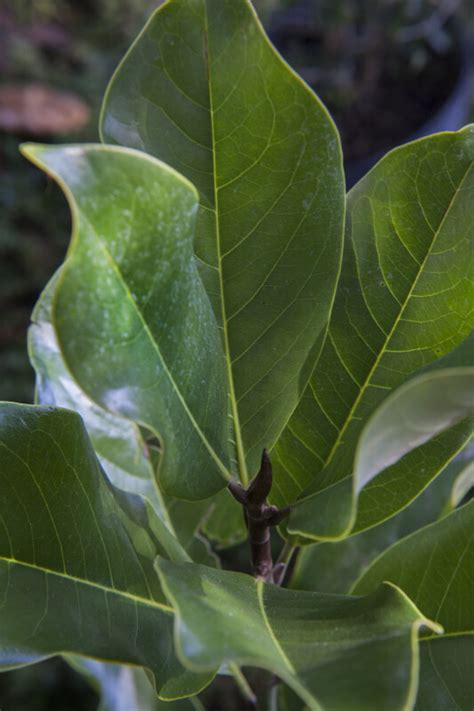 Southern Magnolia Leaves | ClipPix ETC: Educational Photos for Students ...