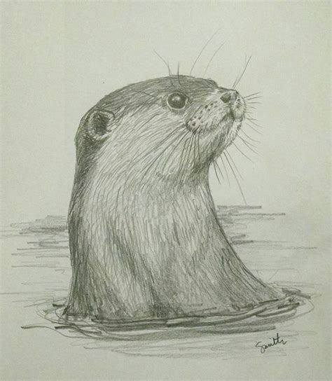 North American River Otter in pencil | Realistic animal drawings, Otter drawing, Pencil drawings ...