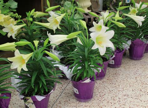 Easter Lilies & Garden Lilies