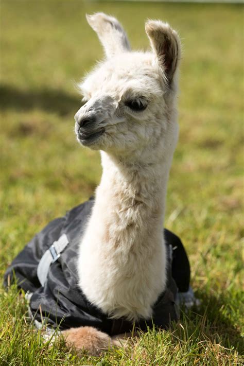 Baby llama - Alpaca Walking - Spring Farm Alpacas