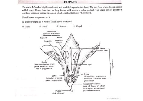 SOLUTION: Flower diagram insertion of floral leaves calyx corolla androecium gynoecium cohesion ...