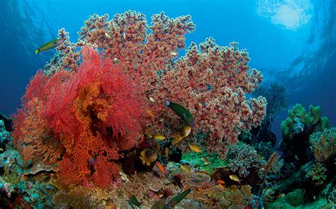 Living Reefs - Wakatobi Flow | Wakatobi Flow