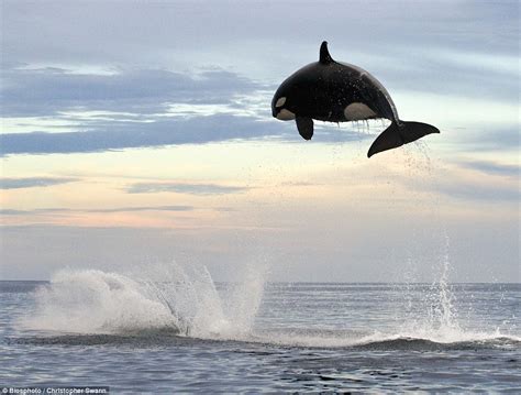 Take a Look at These Amazing Pictures of an Orca Hunting Down a Dolphin ...