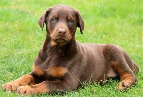 Doberman Pinscher Puppies for Sale - Keystone Puppies