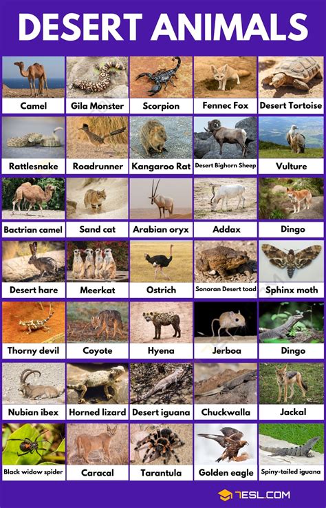 Desert Animals List in English • 7ESL