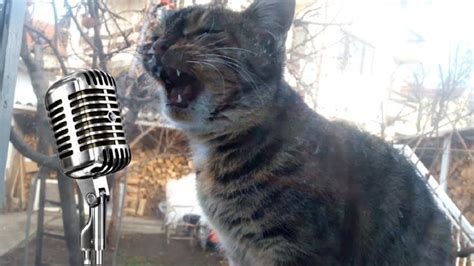 Cute Funny Cat Singing A Song To Be Let Inside | Cats, Funny cats, Funny