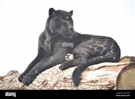 Black panther, panthera pardus hi-res stock photography and images - Alamy