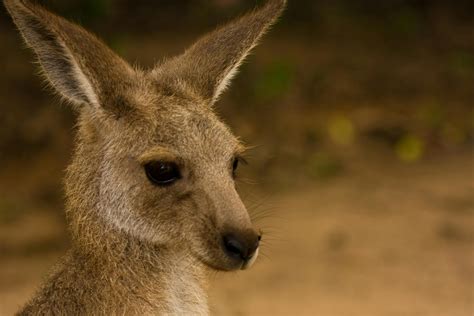 Brown Kangaroo in Close Up Photography · Free Stock Photo