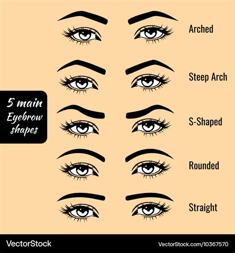 Types Of Eyebrow Shapes