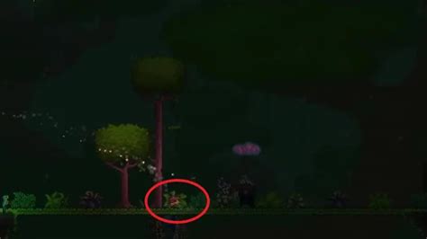 Where to Find Mystic Frogs in Terraria | The Nerd Stash