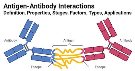 Antigen-Antibody Interaction- Definition, Stages, Types, Examples