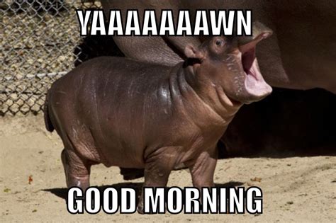 Baby Hippo Meme - Photos Cantik