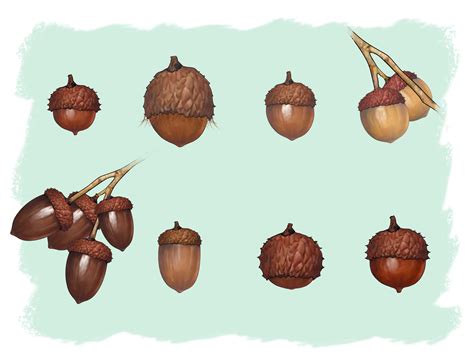 How to Identify Oaks by the Acorns: 13 Steps - wikiHow