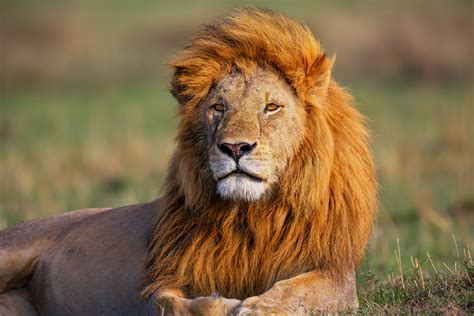 Lions in East Africa - African Wildlife photography