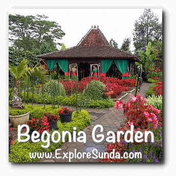 The Begonia Garden in Maribaya, Lembang Bandung