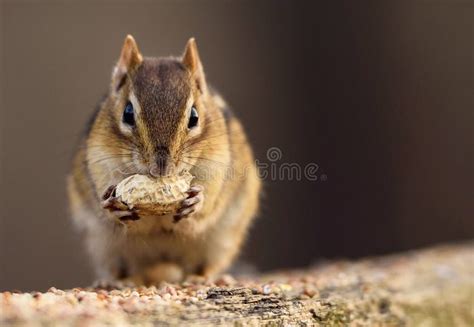 Squirrel is Eating a Peanut. Stock Photo - Image of petfood, eating: 136131828