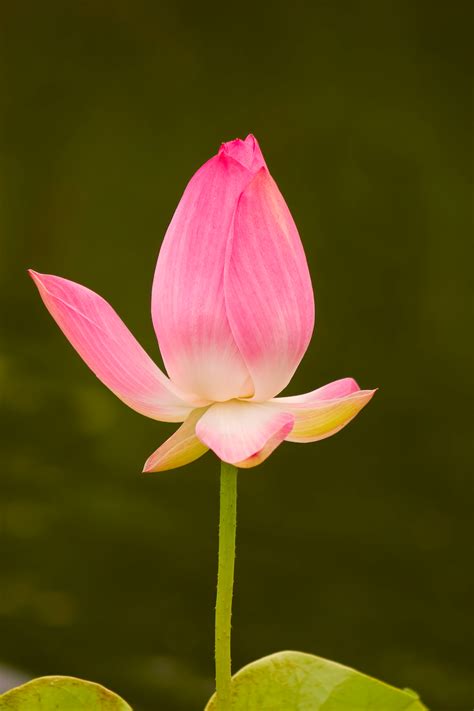 lotus bud - Google Search in 2020 | Lotus bud, Flowers, Bud