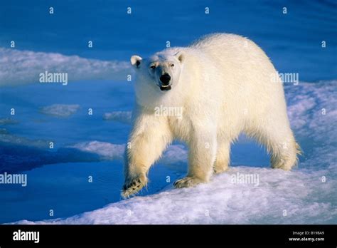 Adult polar bear (Ursus maritimus) hunting for seals on the melting pack ice, Svalbard ...