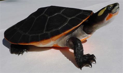 Pink belly side-necked turtles for sale | baby pink belly side neck