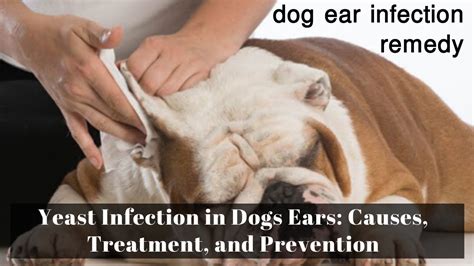 Dog Severe Ear Infection Treatment at Ruby Sale blog