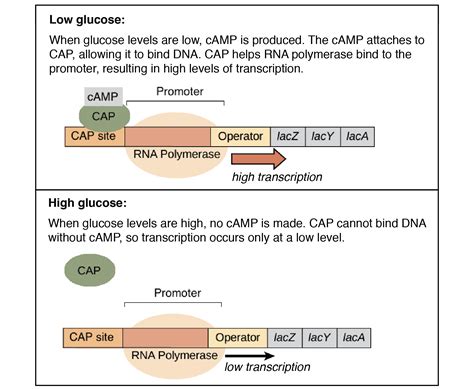 Lac Operon Structure