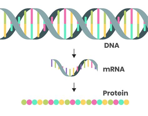 How Does Dna Produce Proteins