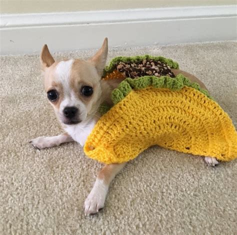 Chihuahua Costume Ideas - Pets Lovers