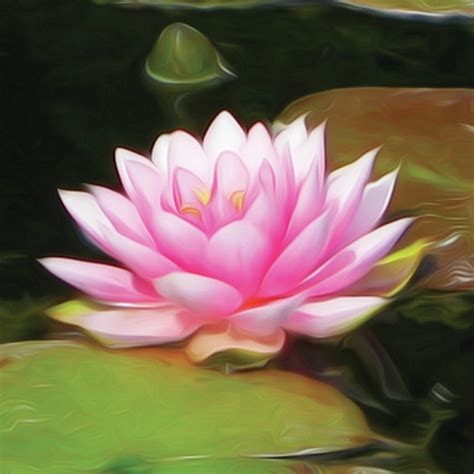 Pink Lotus Flower painting - campestre.al.gov.br