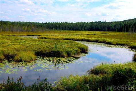 Biome - Freshwater Wetlands Biome