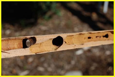 Carpenter Bee Damage To House