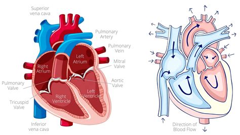 No way Denmark reward cardiac cycle definition Host of overhead Occurrence