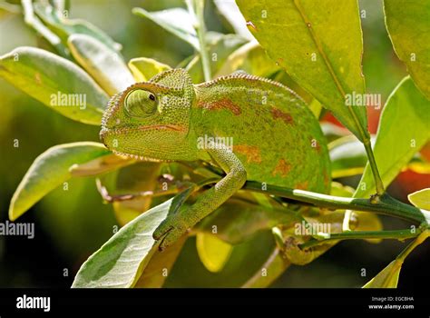 Chameleon camouflage Stock Photo - Alamy