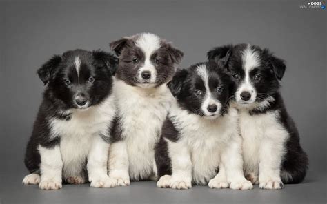 Border Collie, Puppies - Dogs wallpapers: 1920x1200