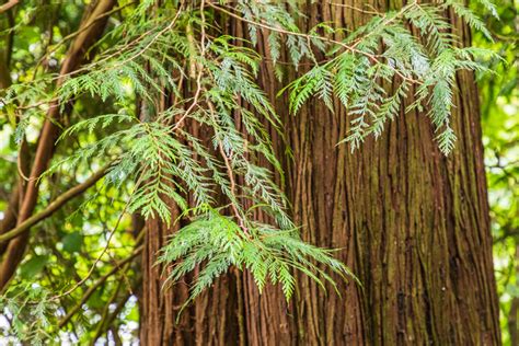 13 Different Types of Cedar Trees (All Cedar Tree Varieties) - PlantSnap