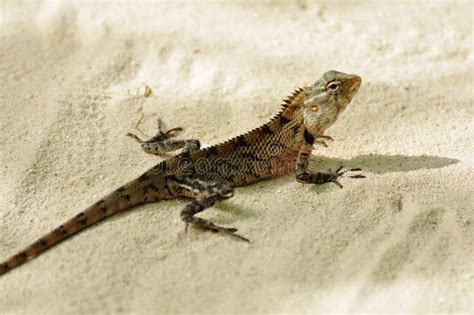 Oriental Garden Lizard - Female Stock Image - Image of wild, grass: 27671271