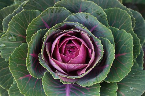 9 Top Varieties of Ornamental Cabbage (Flowering Kale)